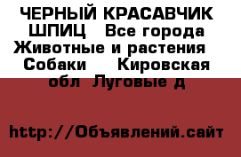 ЧЕРНЫЙ КРАСАВЧИК ШПИЦ - Все города Животные и растения » Собаки   . Кировская обл.,Луговые д.